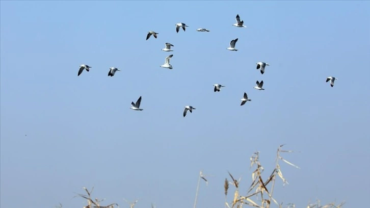 Ağrı Dağı Karasu Sulak Alanı'nda kışın 38 kuş türünün yaşamış olduğu belirlendi