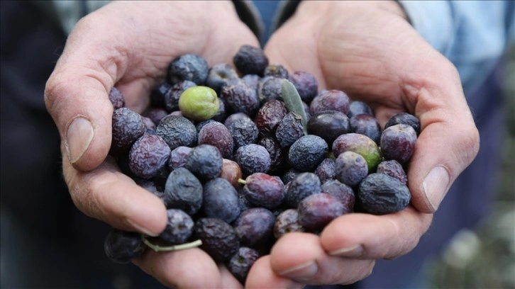 Artvin'de hoşlanma ödüllü "Butko zeytini"nin hasadı yapılıyor
