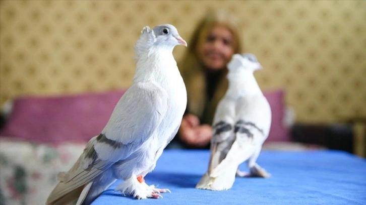 Diyarbakır'da 100'ü fazla güvercin podyuma hazırlanıyor