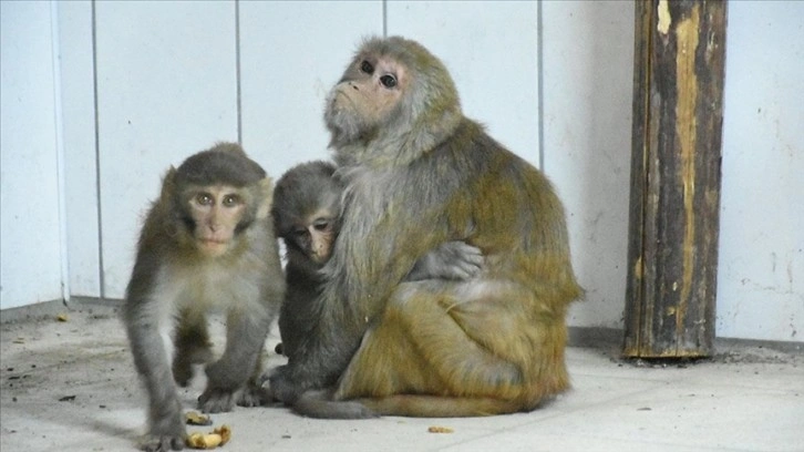 Kaçakçıların elinden kurtarılan süt kuzusu maymunlara 