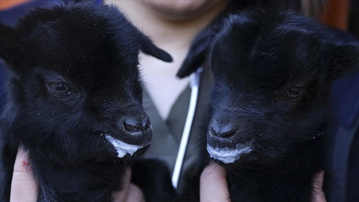 Mamak'taki hayvanlar bahçesi ikiz keçiler 