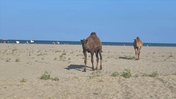 Samsun'da avare develer sahile indi