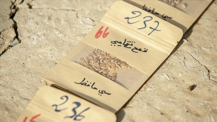 Tunuslu çiftçi ithal tohum bağımlılığına için yerel tohumlara 