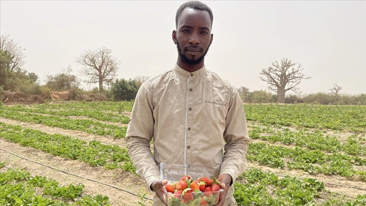 Üniversite mezunu Senegalli canlı girişimci, tarladan çecik doğrudan çilek satıyor