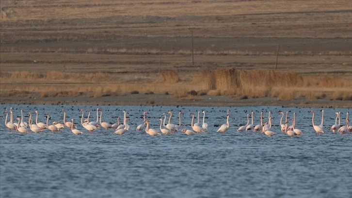 Van Gölü havzasının mihman kuşları göçe başladı