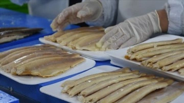Afyonkarahisar'daki pres mevki desteği ile balık ihracatını artırdı