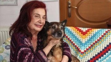 Alman kurdu kırması Zeynep "hayattaki en yaşlı köpek" unvanına aday