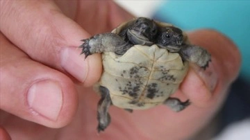 Antalya'da mevcut çift başlı kaplumbağa yavrusu korumaya alındı