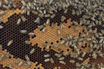 Arı poleni hastalıklara karşı kalkan görevi görüyor
