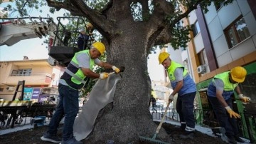 Bahçelievler Belediyesi illet belirleme edilen 2 yüzyıllık ciklet ağacını otama ediyor