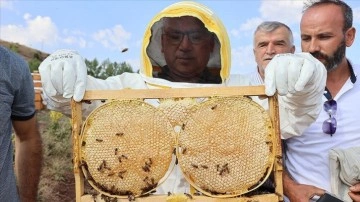 Bal hasadının başladığı Sivas'ta 7 bin titrem toplam ürün bekleniyor