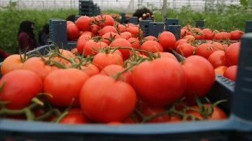 Batı Akdeniz'in domates ihracatı yüzdelik 26 arttı