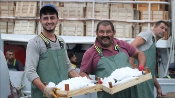 Batı Karadenizli balıkçılar limana dolgunca palamutla döndü