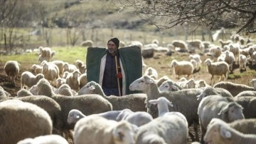 Besiciler yavrulayacak koyunlar düşüncesince 7/24 defa tutuyor