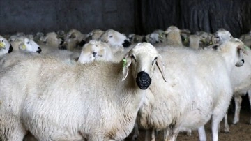 Besicilerin ıslahat etmiş olduğu Akkaraman koyunlarında koşa veladet payı arttı