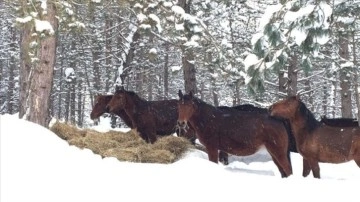 Bolu Dağı'ndaki yılkı atlarına düzen bırakıldı