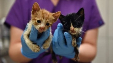 Bursa'da zifte bulanan dü kedi yavrusunu şehremaneti ekipleri kurtardı
