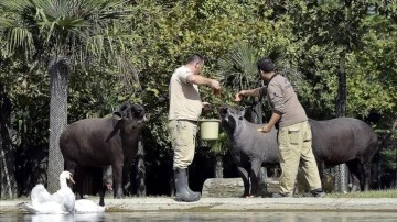 Bursa'daki hayvanat bahçesinde tapir ailesinin güneşli havada ovuşturma keyfi