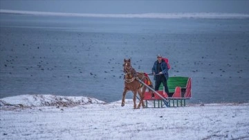 Çıldır Gölü'nün donmasını muntazır atlı kızakçılar, karlı arazilere çıktı