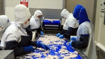 Çin pazarına meydana getirilen tavuk ayağı ihracatında çabuk yükseliş