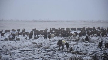 Çobanların kucak sürüleriyle dayanıklı toprak kayması sürüyor