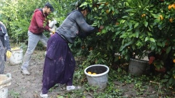 Çukurova'da turunçgiller bahçelerinde güçlü hasat