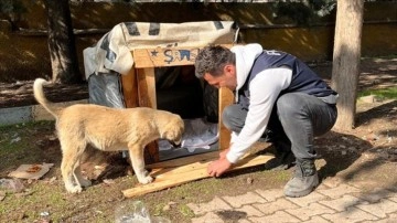 Deprem alanında "Şanslı" adı maruz iyesiz köpeğin bakımını manşet ekipleri üstlendi