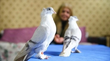 Diyarbakır'da 100'ü fazla güvercin podyuma hazırlanıyor