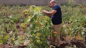 Diyarbakır'da okulda yetiştirilen ayçiçeği bir tane kökte 65 giriş verdi