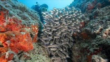 Doğu Akdeniz'de popülasyonu küsurat tahrilli pisik balıkları su altı kamerasında