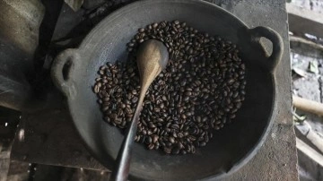 Dünyanın en fiyatlı kahvesi, Misk kedisinin midesinde mayalanıyor