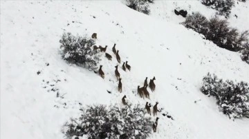 Elazığ'da kar üzerinde kayıt arayan kepez keçileri dron ile görüntülendi