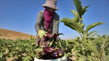 Elazığlı hanımlar ekmeklerini devletin tahsis etmiş olduğu arazide kazanıyor