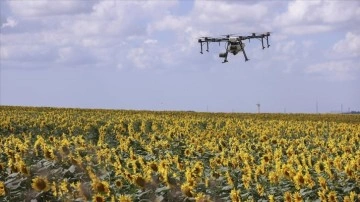 İstanbul'da günebakan tarlalarındaki 'çayır tırtılına' hakkında dron ile ilaçlamada sona