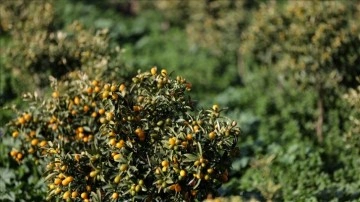 İzmir'de sınama gayeli yetiştirilen "altın portakal"da evvel hasat yapıldı