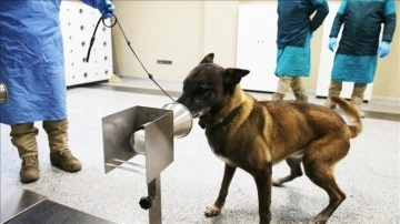 K9 köpekleri Kovid-19 hastalarını teşhiste sonuç evreye yaklaştı