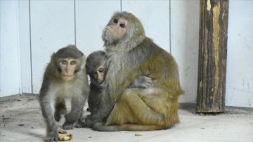 Kaçakçıların elinden kurtarılan süt kuzusu maymunlara "Nene" üvey anne yapıyor