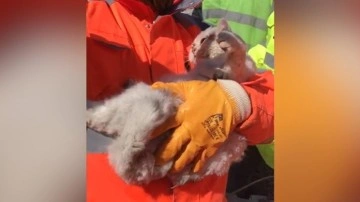 Kahramanmaraş'ta çöküntü altında küsurat kedi depremin 10. gününde kurtarıldı