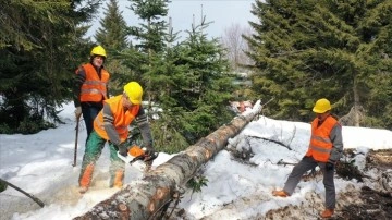 Karadeniz'de orman köylüleri kavi kış şartlarında çalışıyor