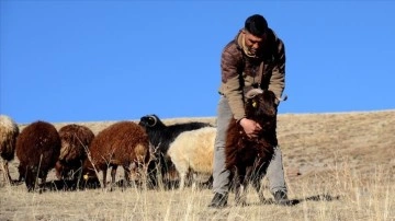 Karın yağmadığı Kars'ta çobanlar sürüleri meralarda otlatmaya bitmeme ediyor
