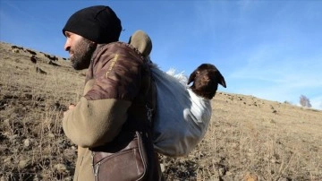 Karslı sığırtmaç merada doğan kuzuyu sırtında taşıyarak köye getirdi