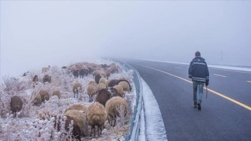 Kars'ta göçerlerin yayladan kar ve sis ortada sıkıca devir yolculuğu başladı