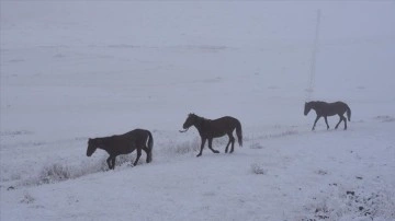 Kars'ta kışın doğaya salınan atlar karlı arazide dirim mücadelesi veriyor