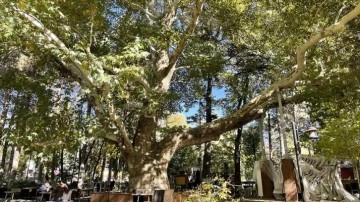 Kayseri'de Anıt Ağaç namına tescillenen çınar 420 senedir ayakta