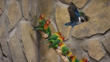 Kayseri'deki hayvanlar bahçesi, ziyaretçilerini tropik kuşların cıvıltılarıyla ağırlıyor
