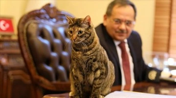 Kedi 'Mayıs' Başkan Demir'e çalışma arkadaşlığı yapıyor