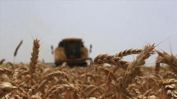 Konya'da buğdayda ürün değişim işlemi ve dirimsel kaybı riskine TARSİM teminatı sağlandı