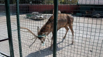 Konya'daki merkezde 9 ayda 500'e DOĞRU çandır hayvanı tedavi edildi