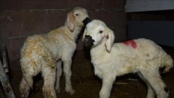 Konyalı besiciler yavrulayacak koyunlarını kamerayla izlem ediyor