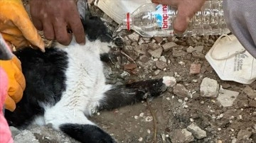 Malatya'da 180 vakit sonradan enkazdan kurtarılan kedi tedaviye alındı